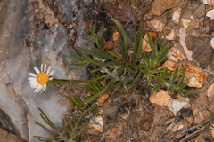 Erigeron eatonii