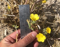 Mentzelia eremophila
