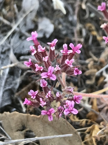 Chorizanthe biloba var. biloba