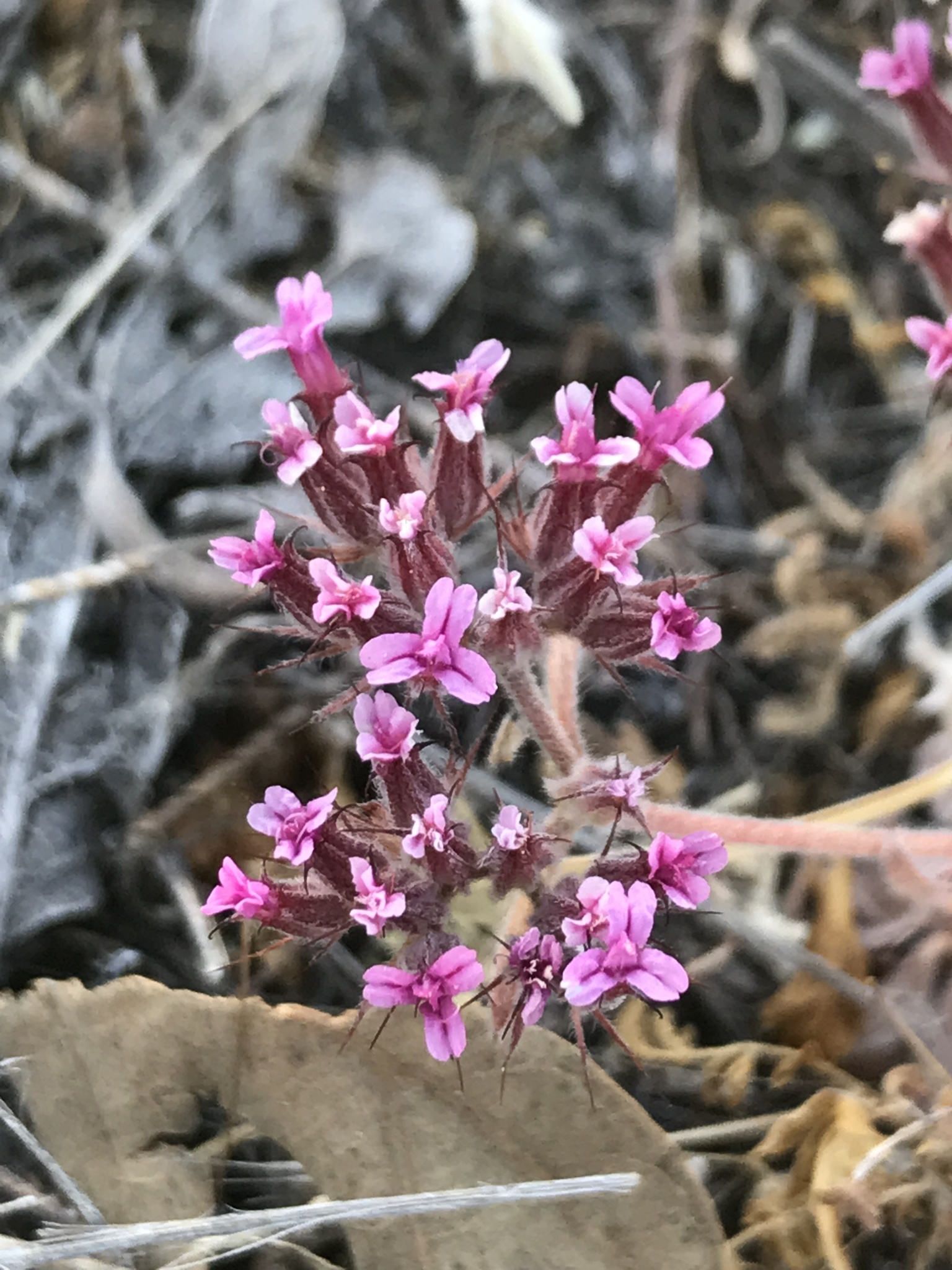 Chorizanthe biloba var. biloba