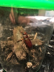 Lucanus capreolus