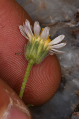 Erigeron eatonii