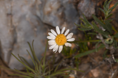 Erigeron eatonii