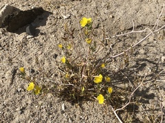 Mentzelia eremophila