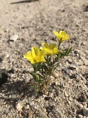 Mentzelia eremophila
