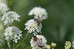 Andrena chrysosceles