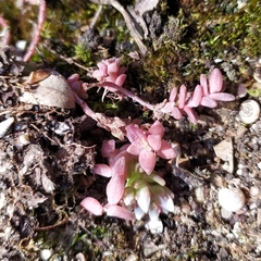 Sedum anglicum