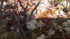 Drosera rotundifolia image