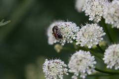 Andrena chrysosceles