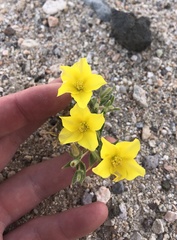 Mentzelia eremophila