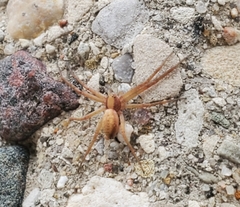 Philodromus rufus