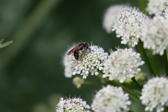 Andrena chrysosceles
