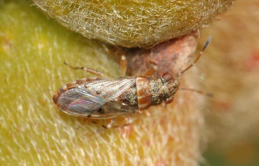 Dinomachellus