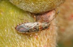 Dinomachellus maculatus