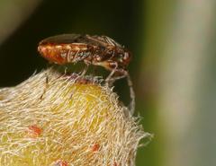 Dinomachellus maculatus