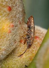 Dinomachellus maculatus