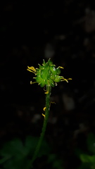 Ranunculus montanus