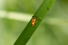 Minettia inusta