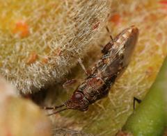 Dinomachellus maculatus