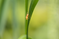 Minettia inusta