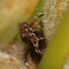 Dinomachellus maculatus