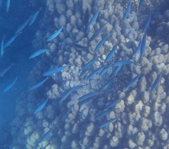 Caesio striata