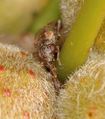 Dinomachellus maculatus