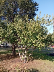 Aristotelia chilensis