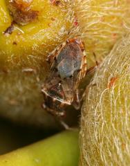 Dinomachellus maculatus