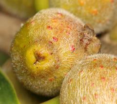 Dinomachellus maculatus