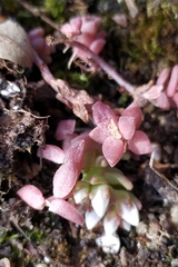 Sedum anglicum