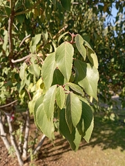 Aristotelia chilensis