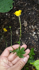 Ranunculus montanus