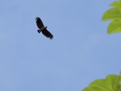 Helicolestes hamatus