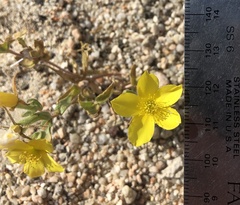 Mentzelia eremophila