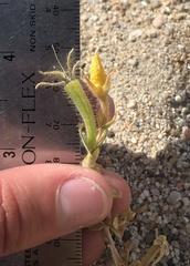 Mentzelia eremophila