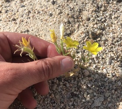 Mentzelia eremophila