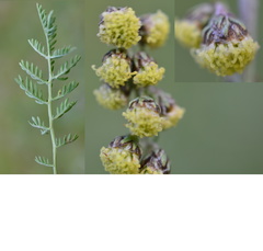 Artemisia phaeolepis