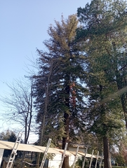 Sequoia sempervirens