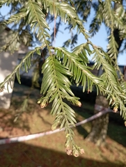 Sequoia sempervirens
