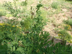 Astragalus glycyphylloides