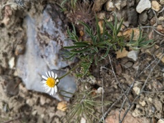 Erigeron eatonii