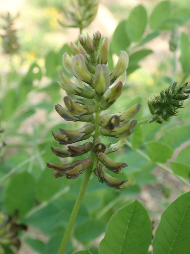 Astragalus glycyphylloides, photograph 1