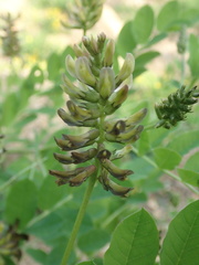 Astragalus glycyphylloides, photograph author not stated, no rights reserved