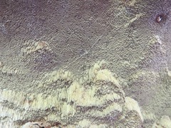 Porodaedalea laricis