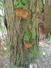 Porodaedalea laricis