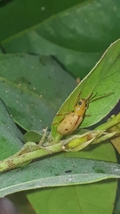 Malacorhinus tripunctatus