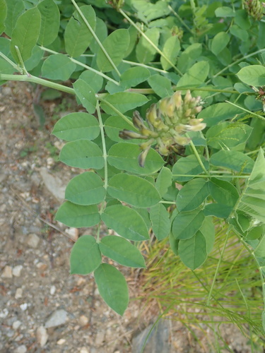 Astragalus glycyphylloides, photograph 2