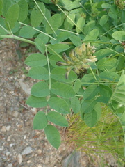 Astragalus glycyphylloides, photograph author not stated, no rights reserved