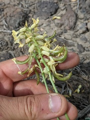 Astragalus curvicarpus